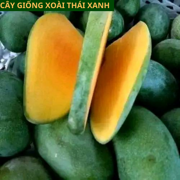 Cây giống xoài Thái Lan vỏ xanh ăn giòn ngọt mát dễ trồng cho quả sau 1 năm