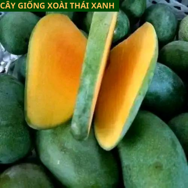 Cây giống xoài Thái xanh ăn ngọt mát dễ trồng cho quả sau 1 năm