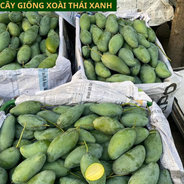 Cây giống xoài Thái Lan vỏ xanh ăn giòn ngọt mát dễ trồng cho quả sau 1 năm