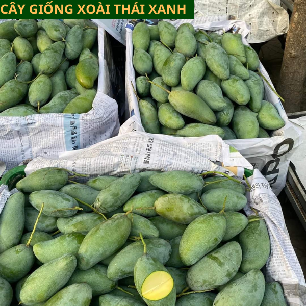 Cây giống xoài Thái xanh ăn ngọt mát dễ trồng cho quả sau 1 năm