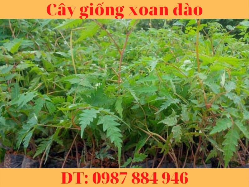 Cây giống xoan đào chuẩn - Cây dễ trồng có giá trị kinh tế cao.