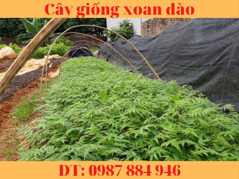 Cây giống xoan đào chuẩn - Cây dễ trồng có giá trị kinh tế cao.