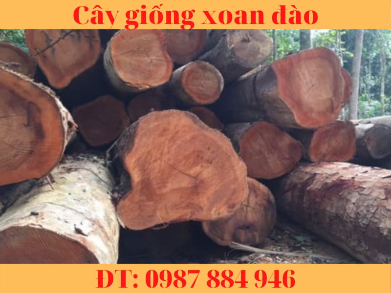 Cây giống xoan đào chuẩn - Cây dễ trồng có giá trị kinh tế cao.