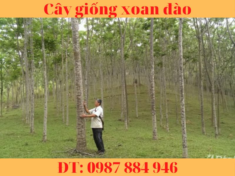 cay giong xoan dao (6)