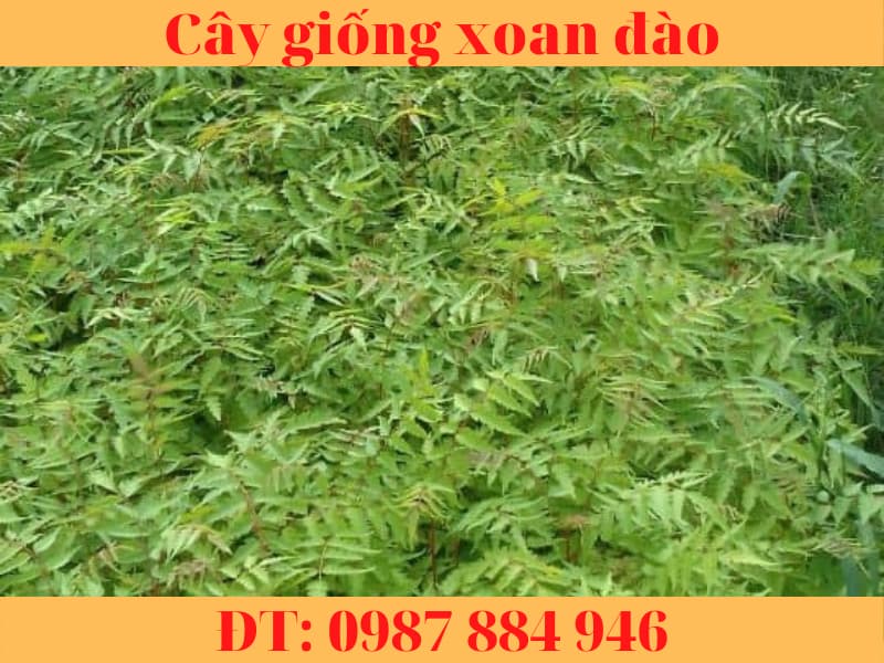 Cây giống xoan đào chuẩn - Cây dễ trồng có giá trị kinh tế cao.