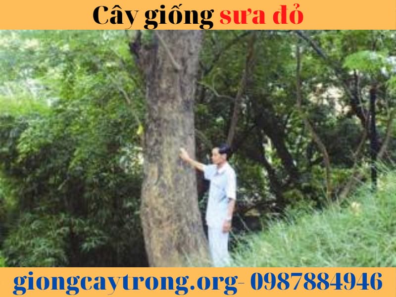 Cây giống sưa đỏ - Cây giống chuẩn - cách trồng và chăm sóc