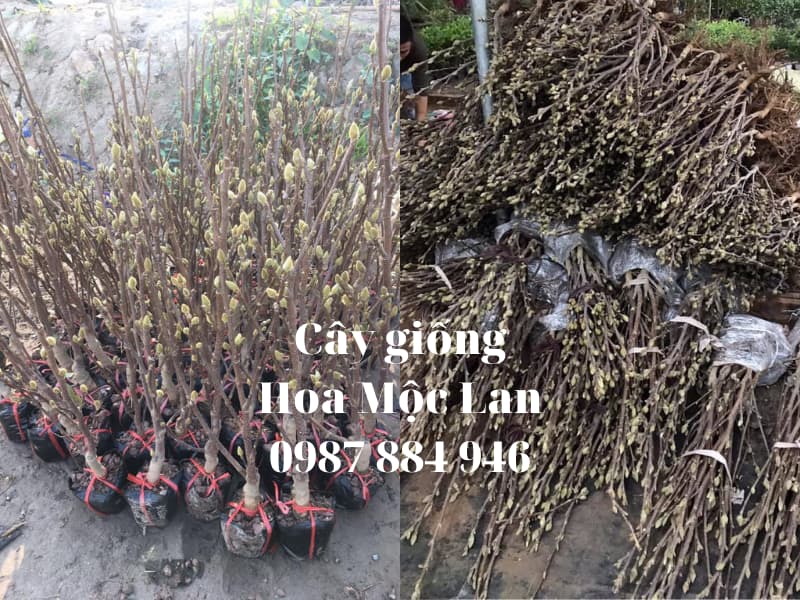 Cây Hoa Mộc Lan - Cây nhập khẩu dễ trồng và chăm sóc