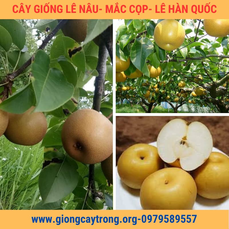 Cây Giống Lê Nâu ( Mắc Cọp , Lê Hàn Quốc) Chuẩn - Nông Nghiệp Việt