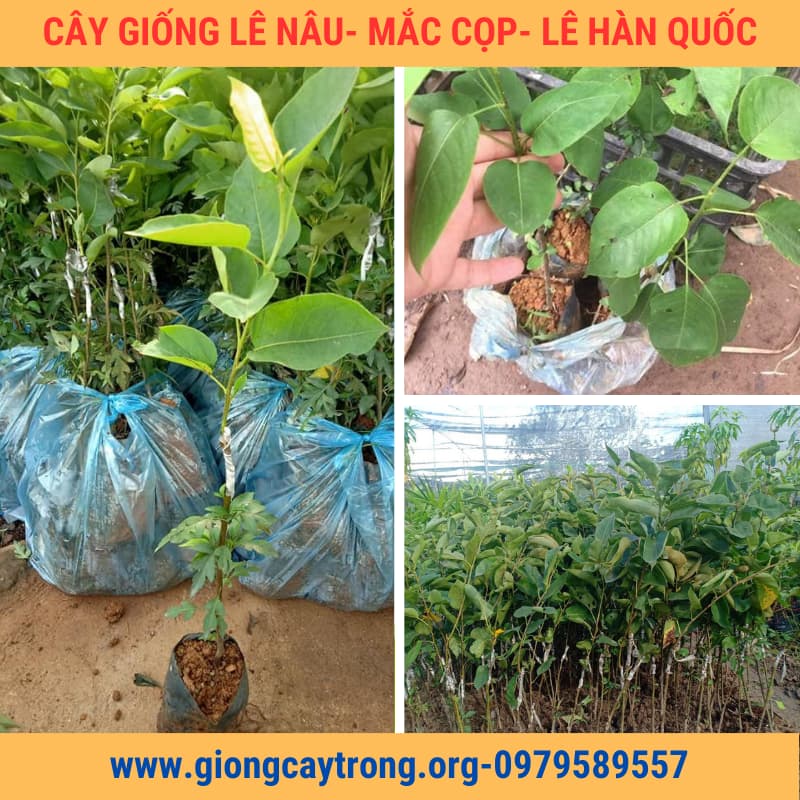 Hướng dẫn kĩ thuật trồng cây lê nâu ( mắc cọp ) mới nhất