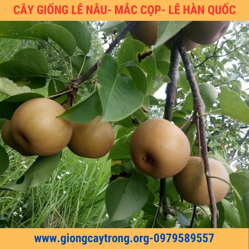 Cây Giống Lê Nâu ( Mắc Cọp , Lê Hàn Quốc) Chuẩn - Nông Nghiệp Việt