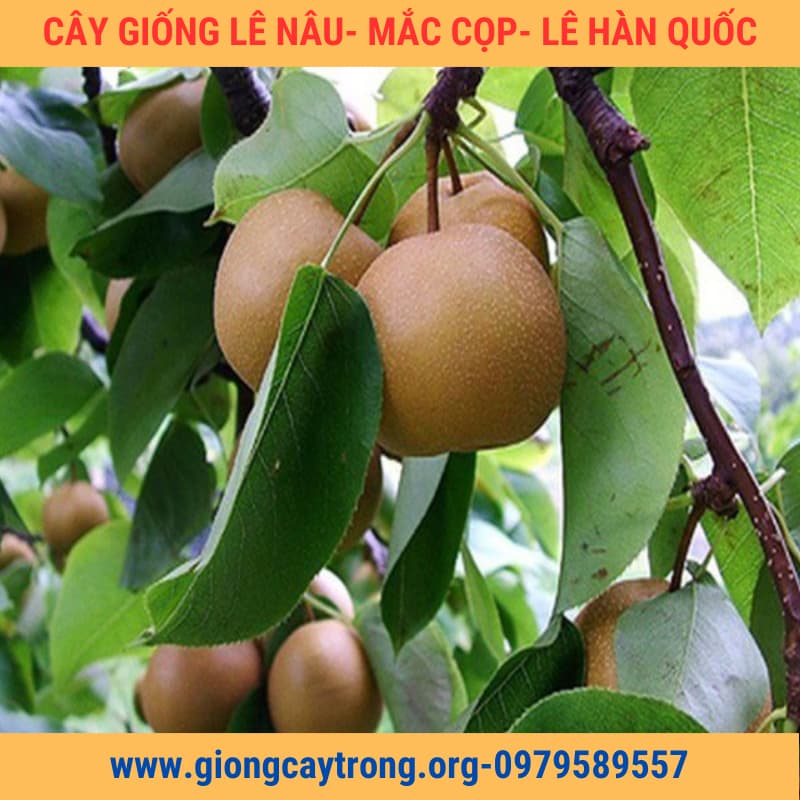 Cây Giống Lê Nâu ( Mắc Cọp , Lê Hàn Quốc) Chuẩn - Nông Nghiệp Việt