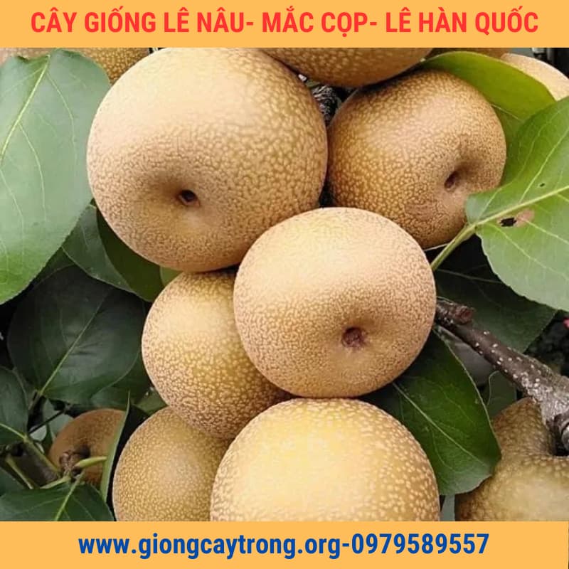 Cây Giống Lê Nâu ( Mắc Cọp , Lê Hàn Quốc) Chuẩn - Nông Nghiệp Việt