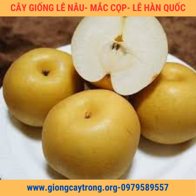 Mắc cọp, loại quả đặc sản của vùng cao Tây Bắc