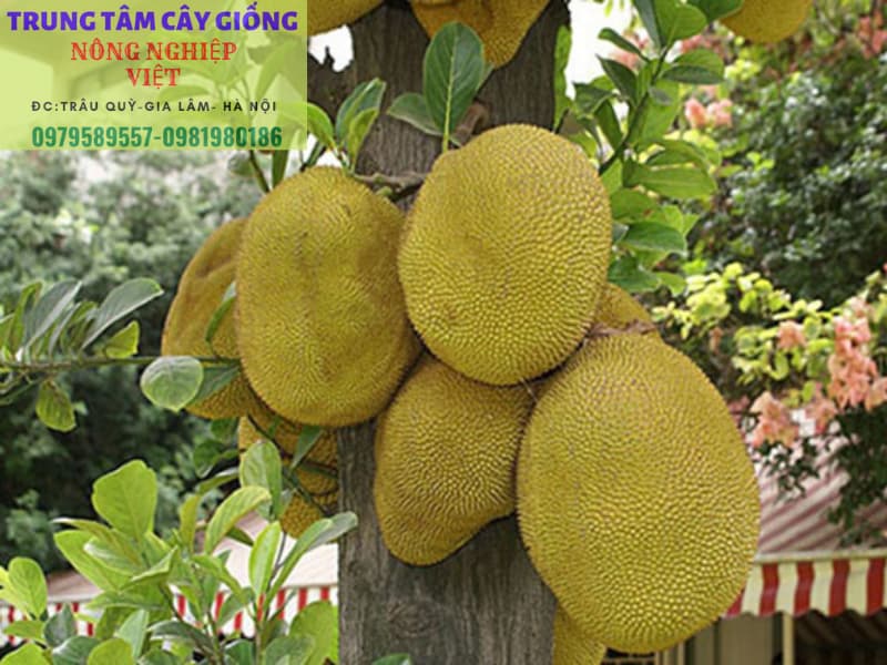 Cây Giống Mít Ruột Đỏ Inđô- Giống Chuẩn HVNN - Dễ Trồng- Có Bảo Hành - LH 0979589557