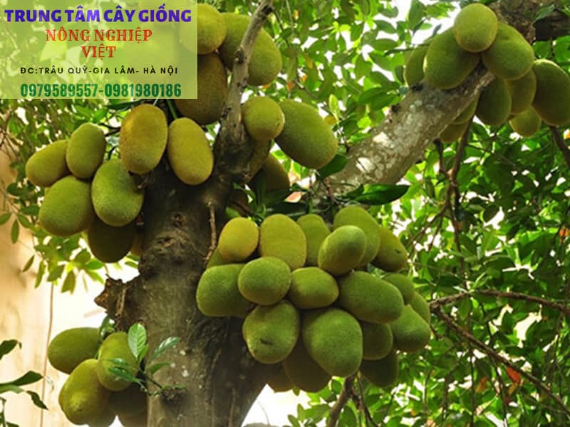 Cây Giống Mít Ruột Đỏ Inđô- Giống Chuẩn HVNN - Dễ Trồng- Có Bảo Hành - LH 0979589557