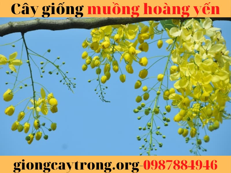 cây muồng hoàng yến (11)