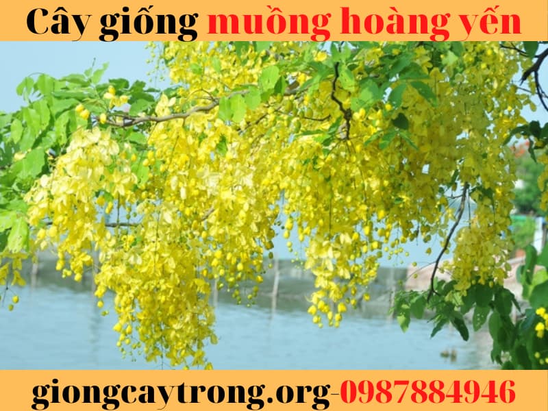 Hướng dẫn kĩ thuật trồng và chăm sóc cây muồng hoàng yến -osaka vàng