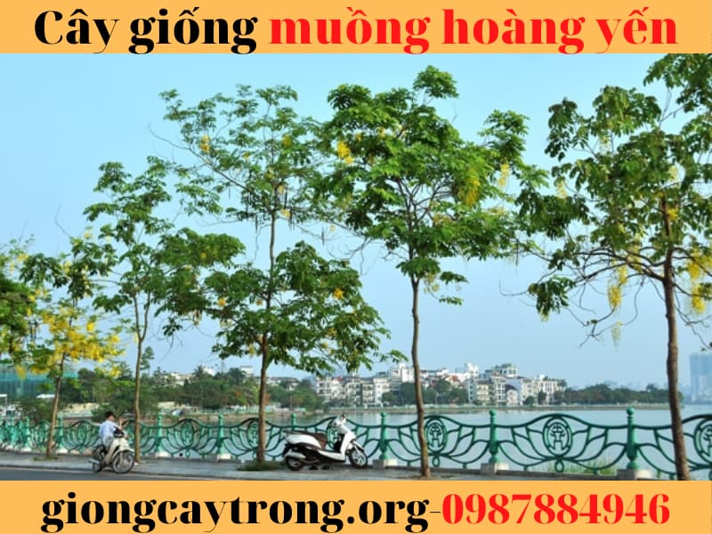 Cây giống muồng hoàng yến - Cách trồng và địa điểm mua giống chuẩn