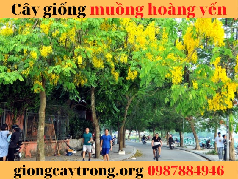 cây muồng hoàng yến (3)