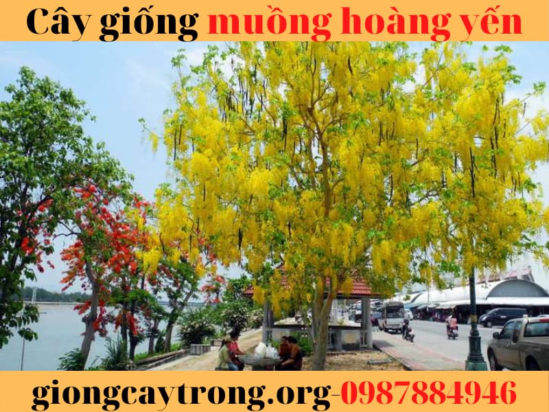 Cây giống muồng hoàng yến - Cách trồng và địa điểm mua giống chuẩn