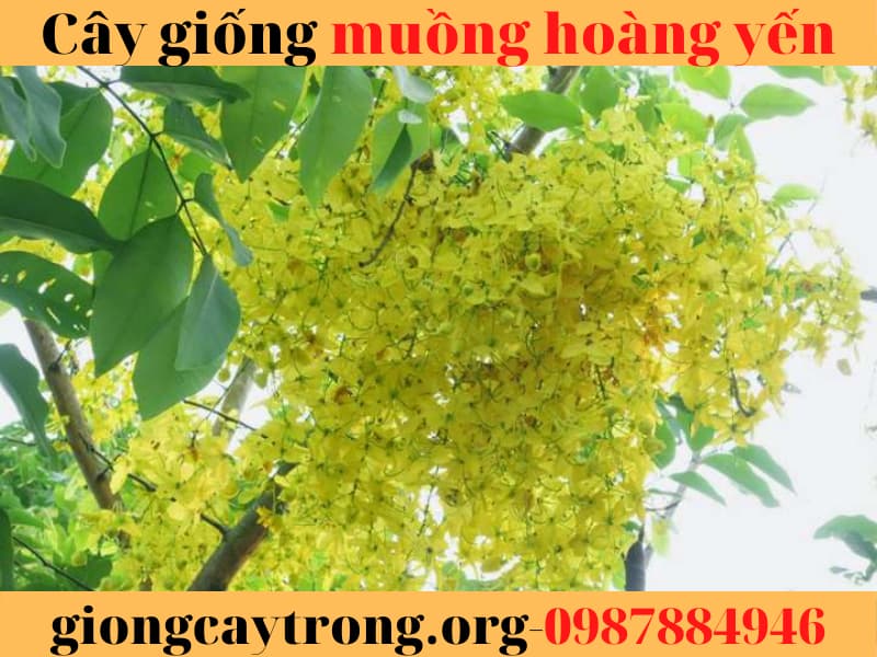 cây muồng hoàng yến (6)