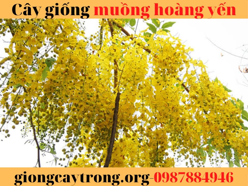 cây muồng hoàng yến (7)