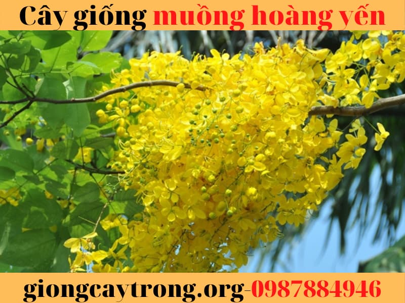 cây muồng hoàng yến (9)