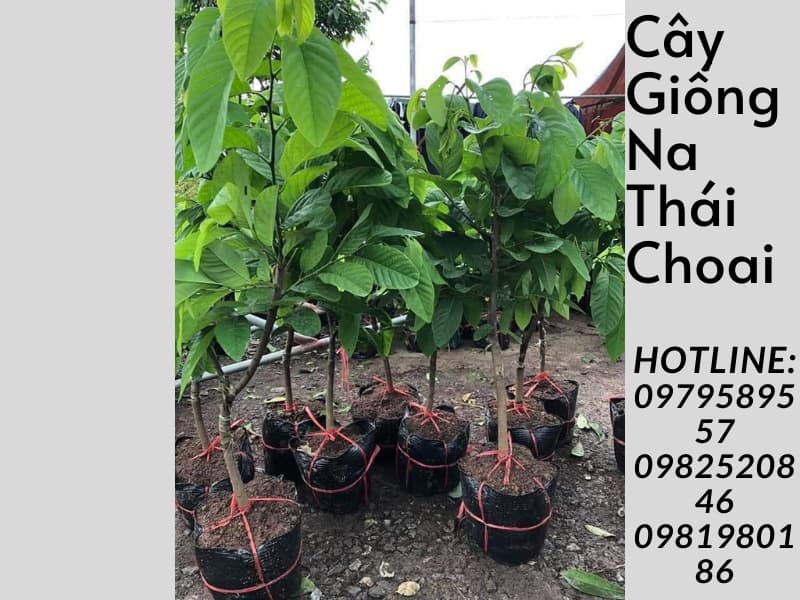 Cây na thái choai- Giống chuẩn nhanh thu hoạch-LH:0987884946