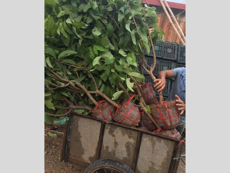 Cây na thái choai- Giống chuẩn nhanh thu hoạch