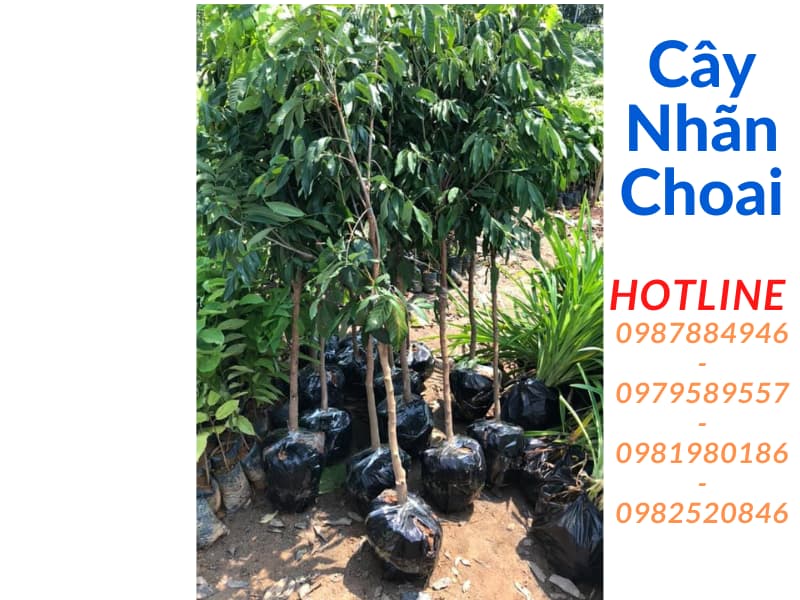 Cây giống nhãn choai- Giống chuẩn nhanh thu - Liên hệ 0987884946