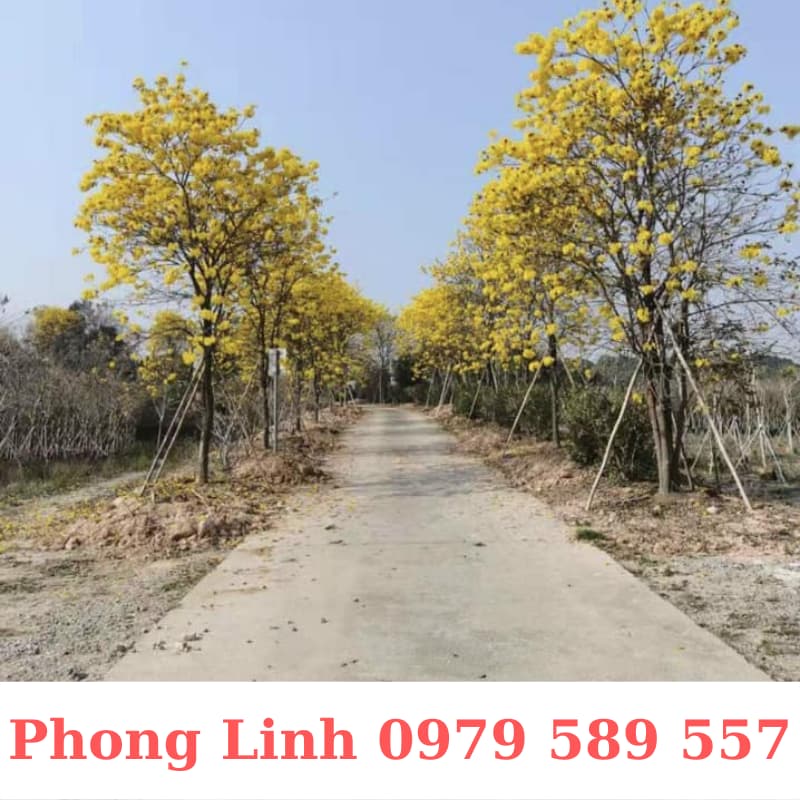 Cây Phong Linh Vàng- Cây Công Trình Cao 1,5-3m- Nông Nghiệp Việt