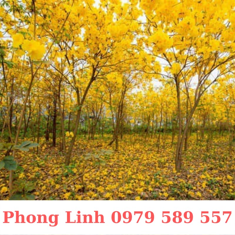 Cây Phong Linh Vàng- Cây Công Trình Cao 1,5-3m- Nông Nghiệp Việt