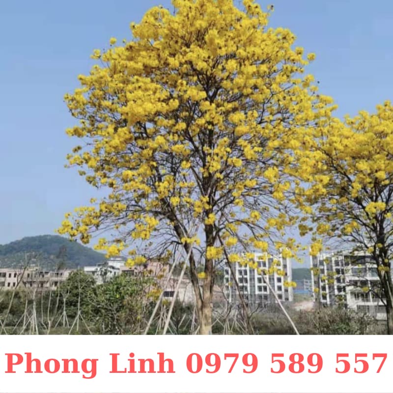 Cây Phong Linh Vàng- Cây Công Trình Cao 1,5-3m- Nông Nghiệp Việt