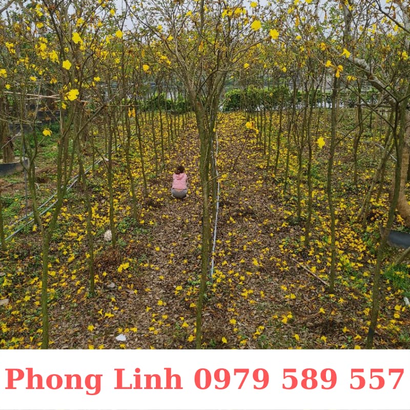 Cây Phong Linh Vàng- Cây Công Trình Cao 1,5-3m- Nông Nghiệp Việt