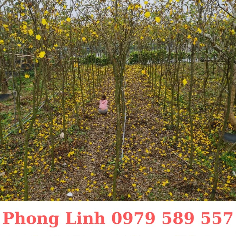 Cây Phong Linh Vàng- Cây Công Trình Cao 1,5-3m- Nông Nghiệp Việt
