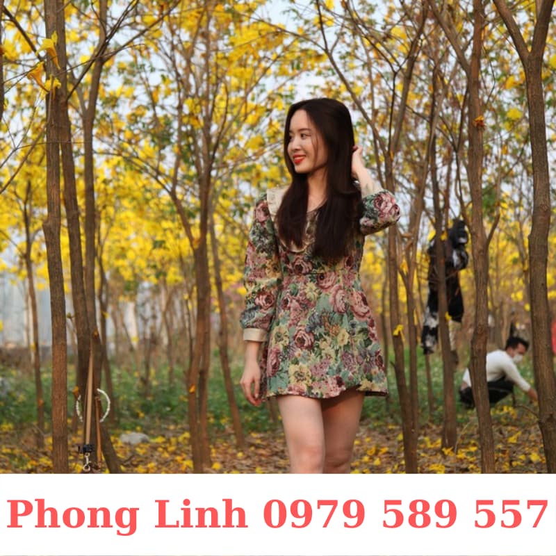 Cây Phong Linh Vàng- Cây Công Trình Cao 1,5-3m- Nông Nghiệp Việt