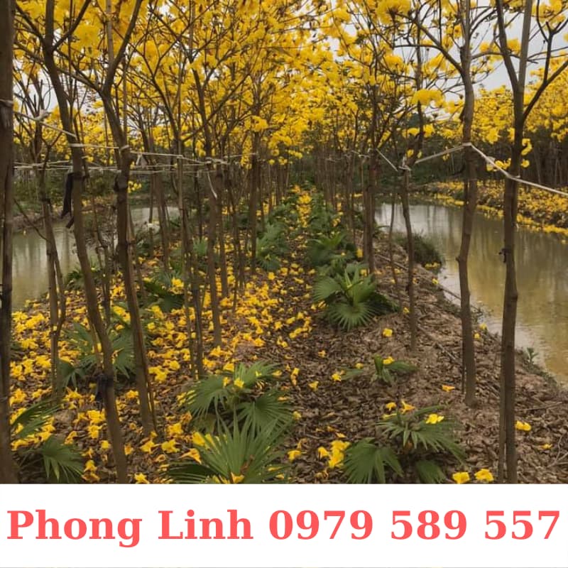 Cây Phong Linh Vàng- Cây Công Trình Cao 1,5-3m- Nông Nghiệp Việt