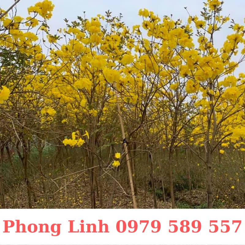 Cây Phong Linh Vàng- Cây Công Trình Cao 1,5-3m- Nông Nghiệp Việt