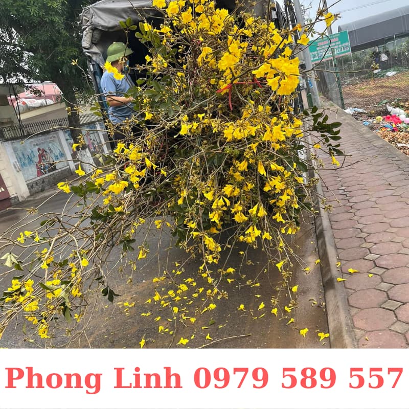 Cây Phong Linh Vàng- Cây Công Trình Cao 1,5-3m- Nông Nghiệp Việt