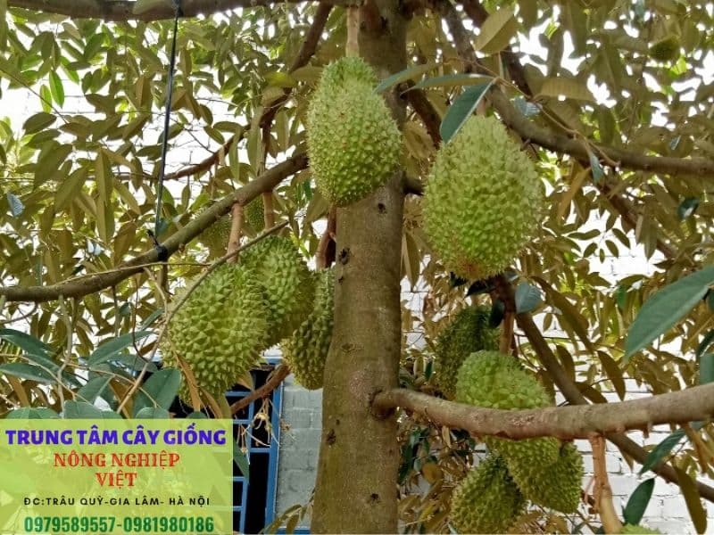 cay sau rieng trong tai nha