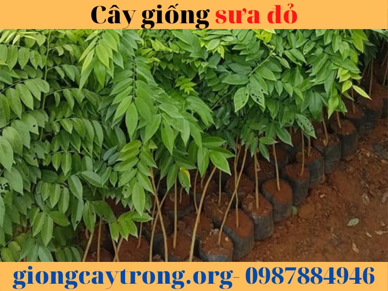 Cây giống sưa đỏ - Cây giống chuẩn - cách trồng và chăm sóc