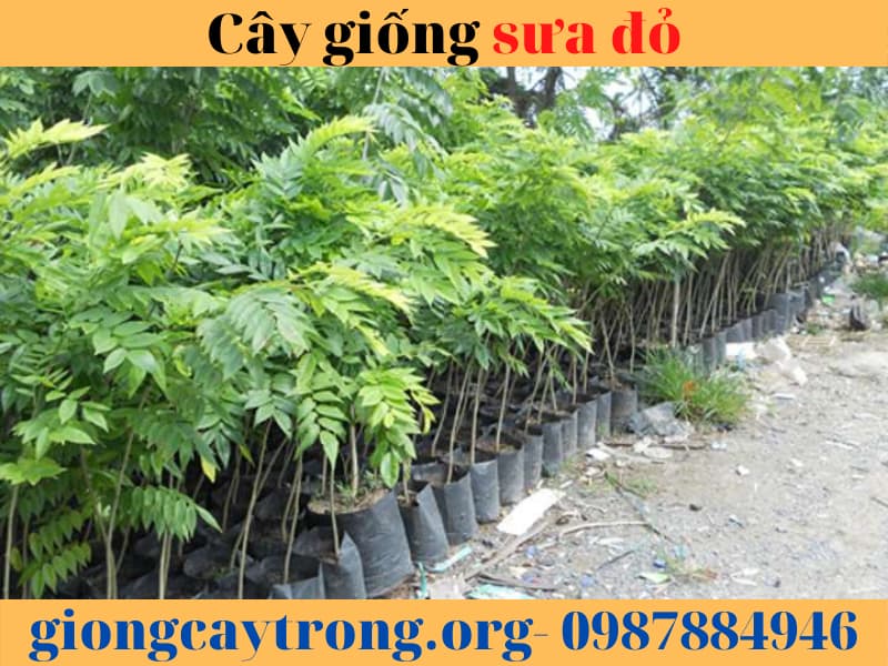 Cây giống sưa đỏ - Cây giống chuẩn - cách trồng và chăm sóc