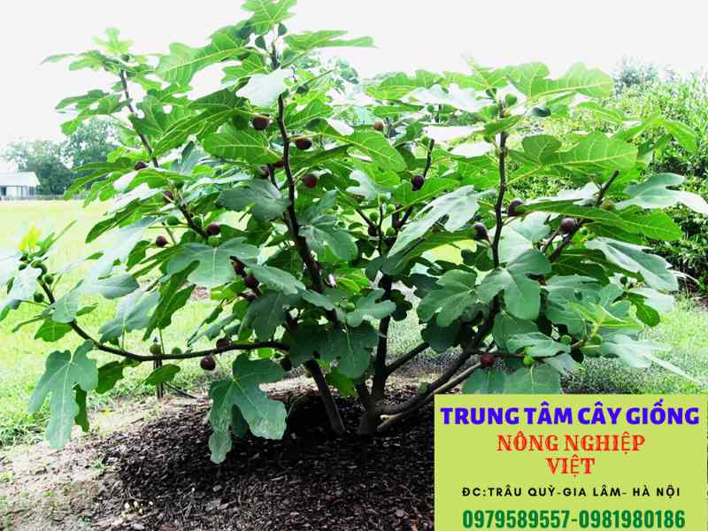 Cây sung Mỹ - Công dụng, cách trồng và địa điểm mua cây giống sung mỹ chuẩn