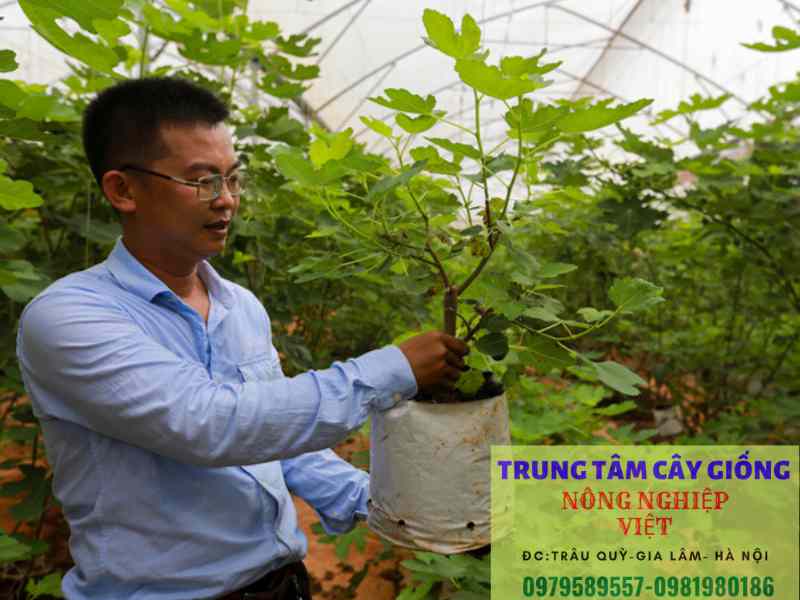Cây sung Mỹ - Công dụng, cách trồng và địa điểm mua cây giống sung mỹ chuẩn