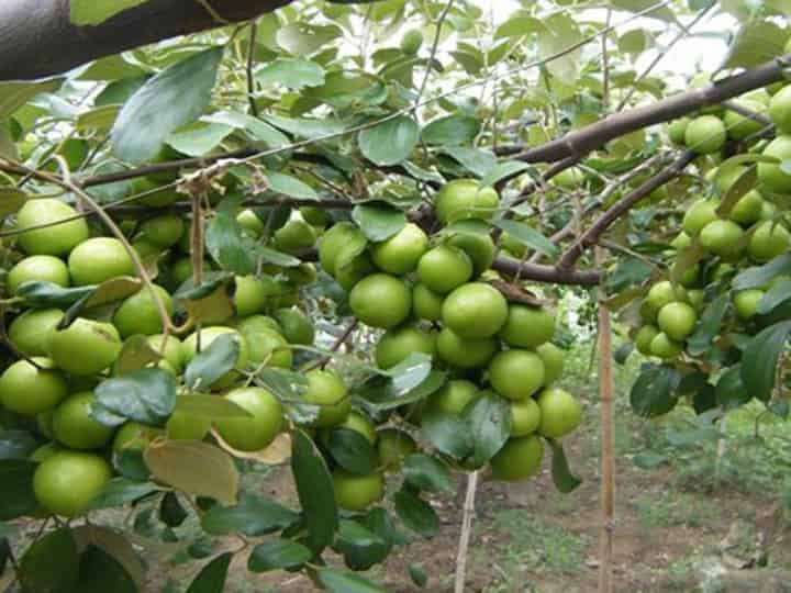 cây táo thái cho quả