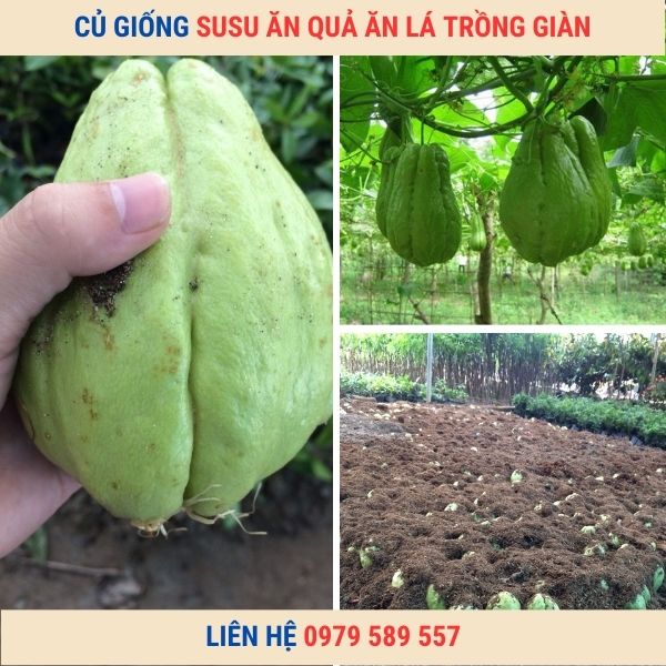 Quả Su Su giống - Cây leo giàn dễ trồng - Liên hệ:0987884946