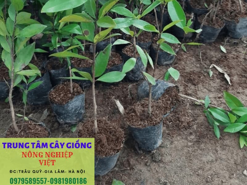 Cây giống Cherry Brazil - Giống mới cho quả chỉ sau 12 tháng