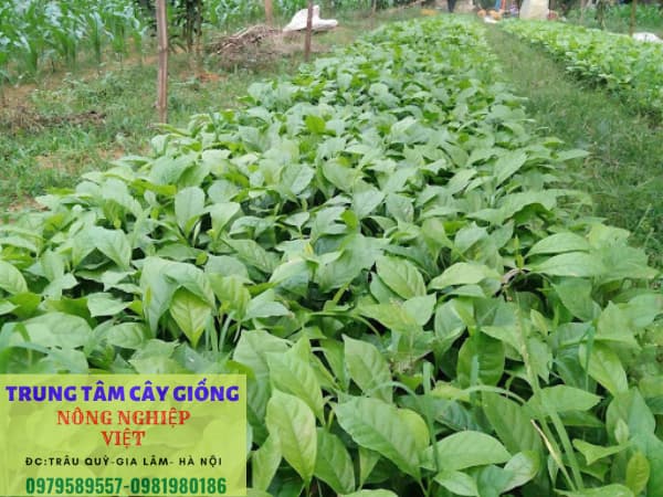 giống cây dổi
