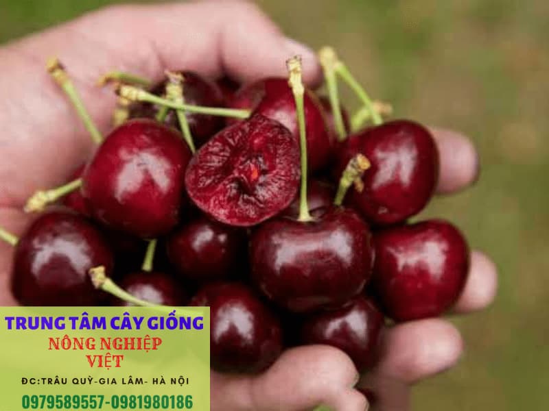 Cây giống Cherry Brazil - Giống mới cho quả chỉ sau 12 tháng