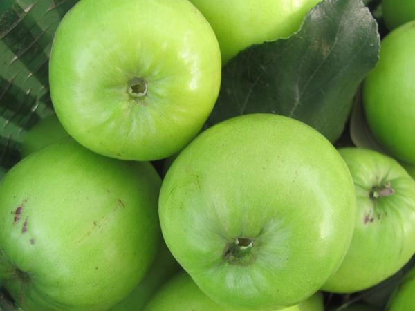 Cây giống táo T5-  giống táo quả to chín sớm hiệu quả kinh tế cao